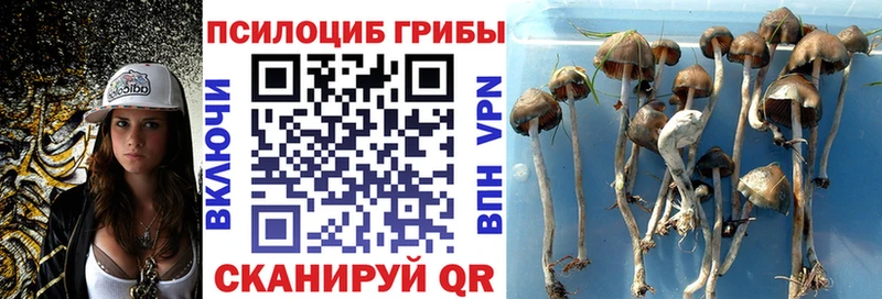 Псилоцибиновые грибы Psilocybe  где найти   Волжск 